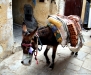 Un âne dans une ruelle du souk