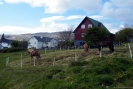 Chevaux dans la cour d\'une maison en périphérie de Tórshavn