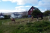 Chevaux dans la cour d'une maison en périphérie de Tórshavn