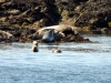 Phoques sur un caillou dans l'archipel de Molène