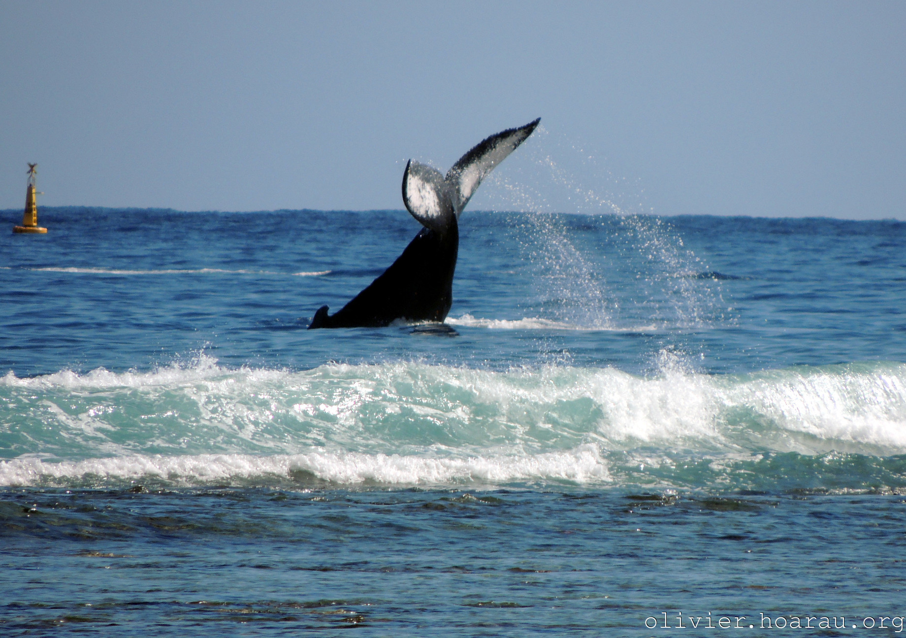 Queue de baleine devant Saint Gilles