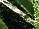 Geckos