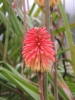 Fleur