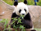 Panda Yuan Zi