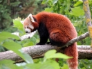 Panda roux Roméo