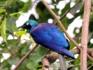 Oiseau de la serre