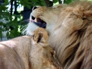 Lion et lionne