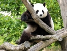 Panda Huan Huan