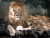 Le lion et la lionne